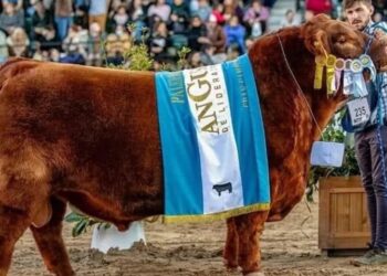 Lanusse, el martillero detrás del récord de 300 millones por el 50% de un toro Angus