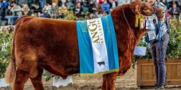 Lanusse, el martillero detrás del récord de 300 millones por el 50% de un toro Angus