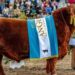 Lanusse, el martillero detrás del récord de 300 millones por el 50% de un toro Angus