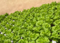 Campo Bello: jóvenes tucumanos producen lechuga hidropónica con tecnología y buscan expandir su emprendimiento