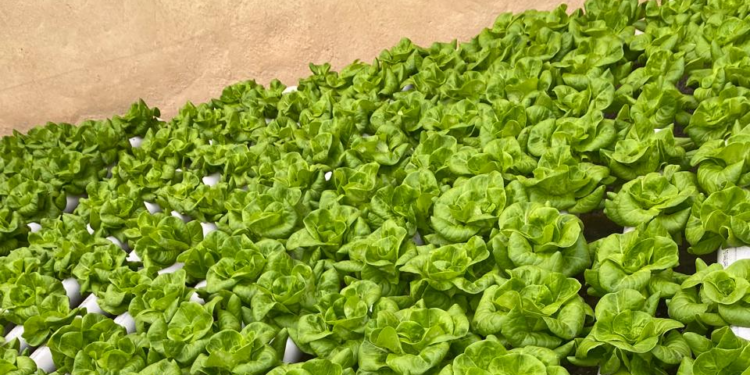 Campo Bello: jóvenes tucumanos producen lechuga hidropónica con tecnología y buscan expandir su emprendimiento