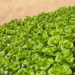 Campo Bello: jóvenes tucumanos producen lechuga hidropónica con tecnología y buscan expandir su emprendimiento