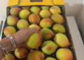 Frutales en Jujuy: Terra Nostra apuesta por la palta Hass y el durazno desde una empresa familiar