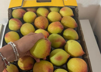 Frutales en Jujuy: Terra Nostra apuesta por la palta Hass y el durazno desde una empresa familiar