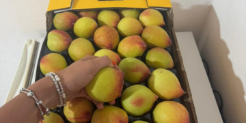Frutales en Jujuy: Terra Nostra apuesta por la palta Hass y el durazno desde una empresa familiar