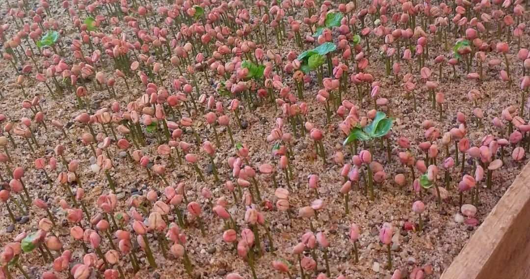 La producción que se quedó en Tucumán: se viene el primer Festival Nacional del Café