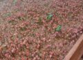 La producción que se quedó en Tucumán: se viene el primer Festival Nacional del Café