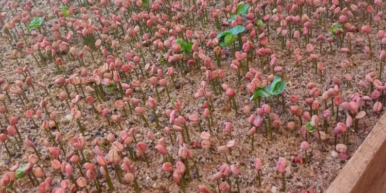 La producción que se quedó en Tucumán: se viene el primer Festival Nacional del Café