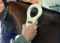 Caballos con microchip: el SENASA cambia las reglas para trasladar equinos