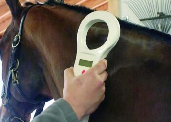 Caballos con microchip: el SENASA cambia las reglas para trasladar equinos