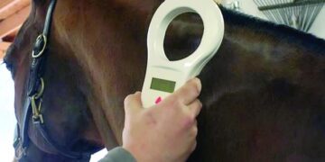 Caballos con microchip: el SENASA cambia las reglas para trasladar equinos