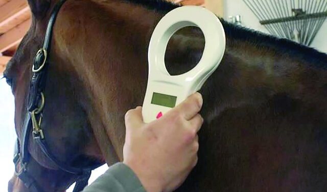 Caballos con microchip: el SENASA cambia las reglas para trasladar equinos