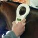 Caballos con microchip: el SENASA cambia las reglas para trasladar equinos