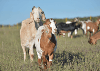 El sorprendente salto de la carne caprina argentina: las exportaciones crecen 380% en 2026