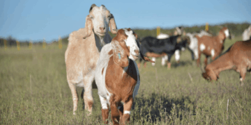 El sorprendente salto de la carne caprina argentina: las exportaciones crecen 380% en 2026