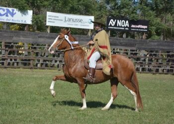 Caballos Peruanos de Paso: una competencia especial llega a la Expo Agro Ganadera 2026