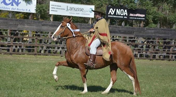Caballos Peruanos de Paso: una competencia especial llega a la Expo Agro Ganadera 2026
