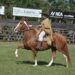 Caballos Peruanos de Paso: una competencia especial llega a la Expo Agro Ganadera 2026