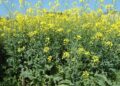 Alerta: detectan daños de mosca minadora en colza y carinata