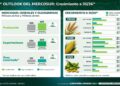 El Mercosur apunta a un salto productivo: proyectan 18,7% más cereales y oleaginosas hacia 2036