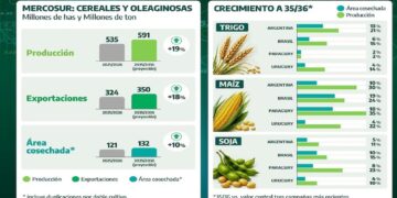 El Mercosur apunta a un salto productivo: proyectan 18,7% más cereales y oleaginosas hacia 2036