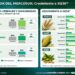 El Mercosur apunta a un salto productivo: proyectan 18,7% más cereales y oleaginosas hacia 2036