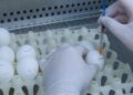 Alivio para la industria avícola: desarrollan una vacuna argentina contra la bronquitis aviar