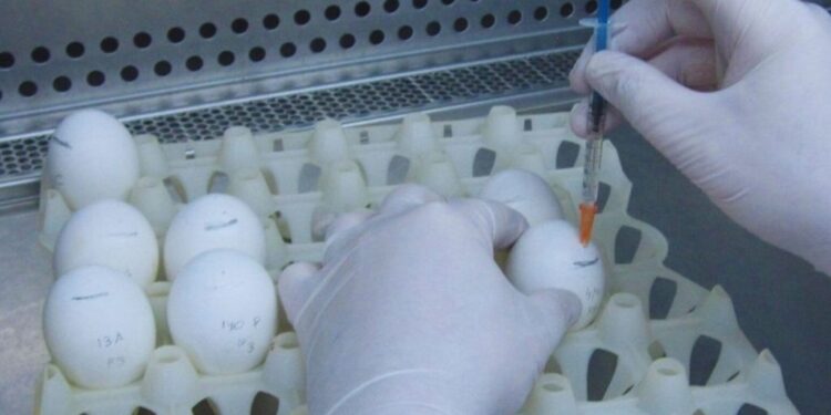 Alivio para la industria avícola: desarrollan una vacuna argentina contra la bronquitis aviar