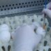Alivio para la industria avícola: desarrollan una vacuna argentina contra la bronquitis aviar