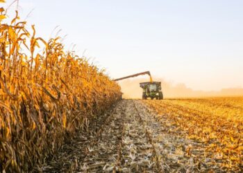 La actividad agropecuaria marca un récord en Argentina, impulsada por la cosecha histórica