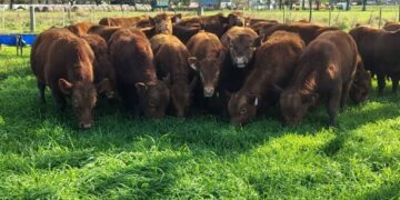 Ensayo inédito en Santa Fe: evalúan por primera vez la eficiencia de toros Limangus a pastoreo