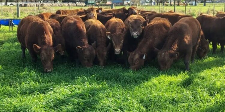 Ensayo inédito en Santa Fe: evalúan por primera vez la eficiencia de toros Limangus a pastoreo