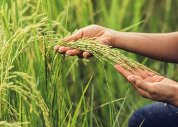 Arroz: Entre Ríos lanza su propio sello de calidad para impulsar el cultivo