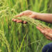 Arroz: Entre Ríos lanza su propio sello de calidad para impulsar el cultivo