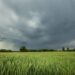 Comenzó la primavera y El Niño se intensifica, pero aún no aparece: el trigo ya clama su presencia