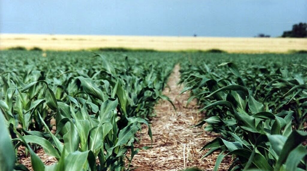 Solo el 26% de los campos mide sus suelos: la asignatura pendiente que agrava el déficit nutricional