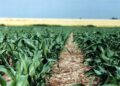 Solo el 26% de los campos mide sus suelos: la asignatura pendiente que agrava el déficit nutricional