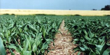 Solo el 26% de los campos mide sus suelos: la asignatura pendiente que agrava el déficit nutricional