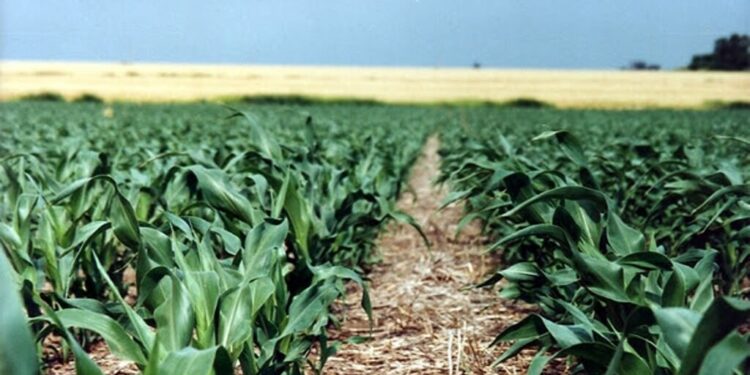 Solo el 26% de los campos mide sus suelos: la asignatura pendiente que agrava el déficit nutricional