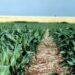 Solo el 26% de los campos mide sus suelos: la asignatura pendiente que agrava el déficit nutricional