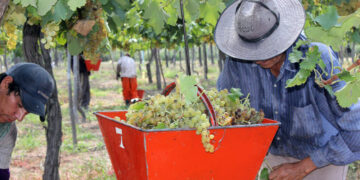Conflicto en el vino: el sindicato vitivinícola inicia asambleas ante la falta de acuerdo salarial