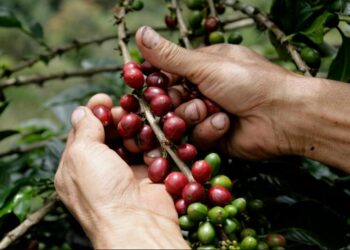 Día Internacional del Café: Tucumán analiza el potencial de un cultivo que busca ganar terreno en las Yungas