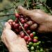 Día Internacional del Café: Tucumán analiza el potencial de un cultivo que busca ganar terreno en las Yungas