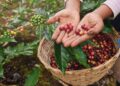 Tucumán explora su potencial para producir un café con identidad propia
