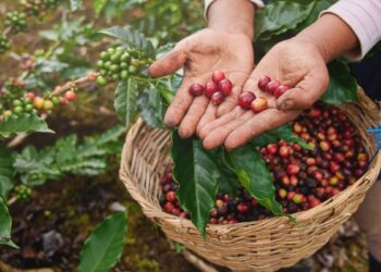 Tucumán explora su potencial para producir un café con identidad propia