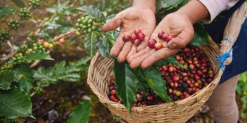 Tucumán explora su potencial para producir un café con identidad propia