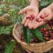 Tucumán explora su potencial para producir un café con identidad propia