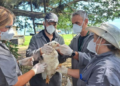 Nuevo foco de gripe aviar en el sur de Brasil