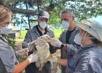 Nuevo foco de gripe aviar en el sur de Brasil