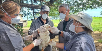 Nuevo foco de gripe aviar en el sur de Brasil